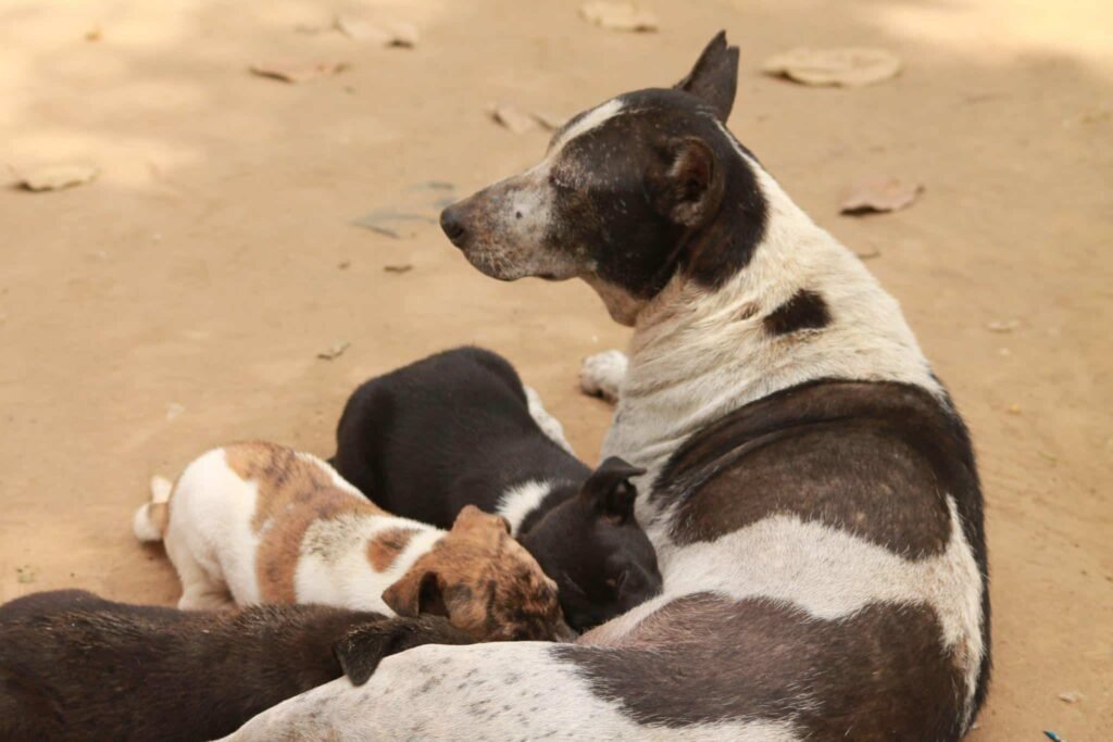 Mother and puppies