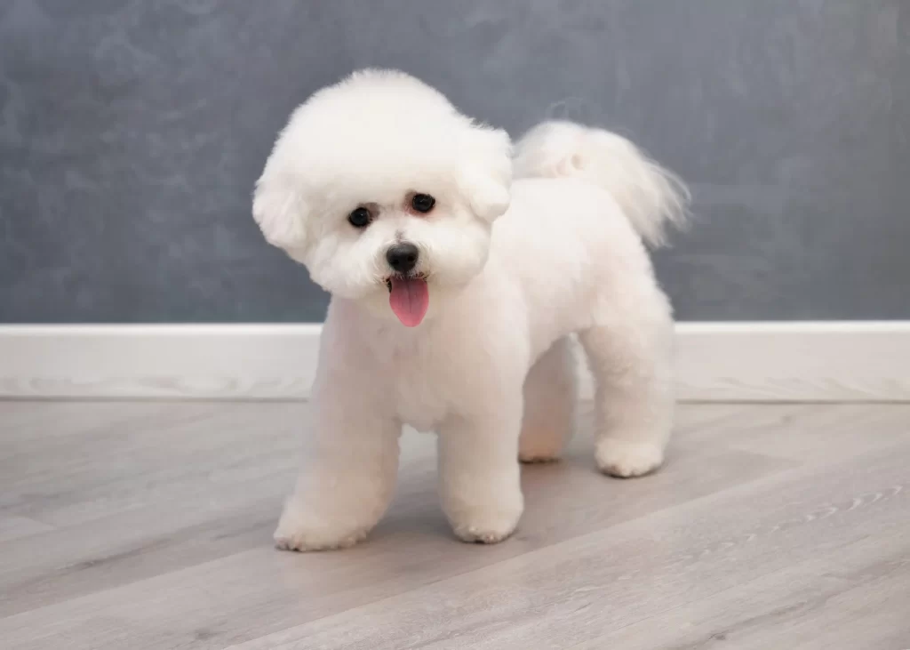 Bichon small dog breeds that don't shed or bark