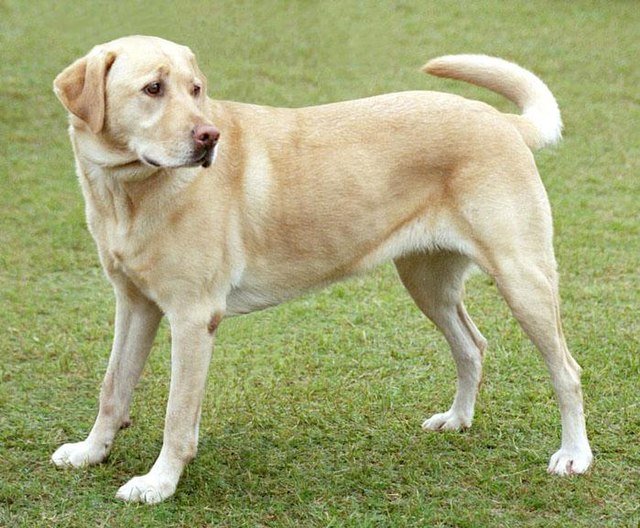 blonde dog breeds labrador retriever