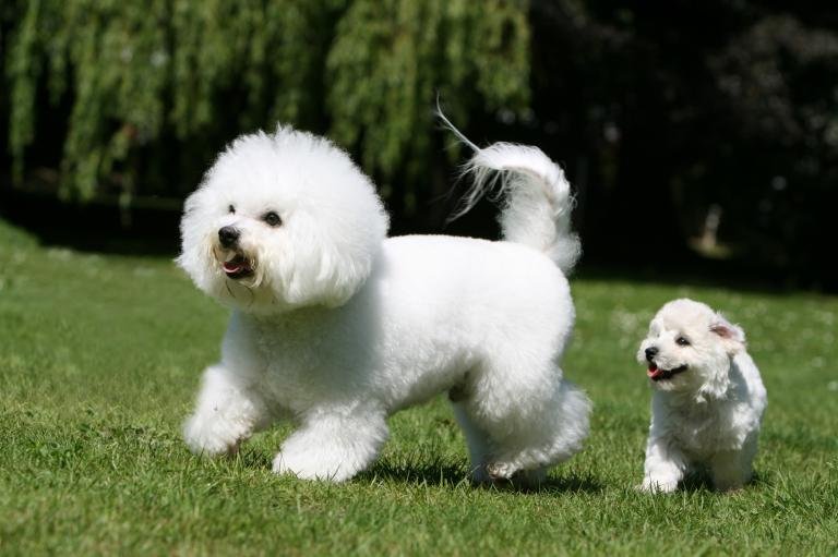 dogs with blonde hair Bichon Frises