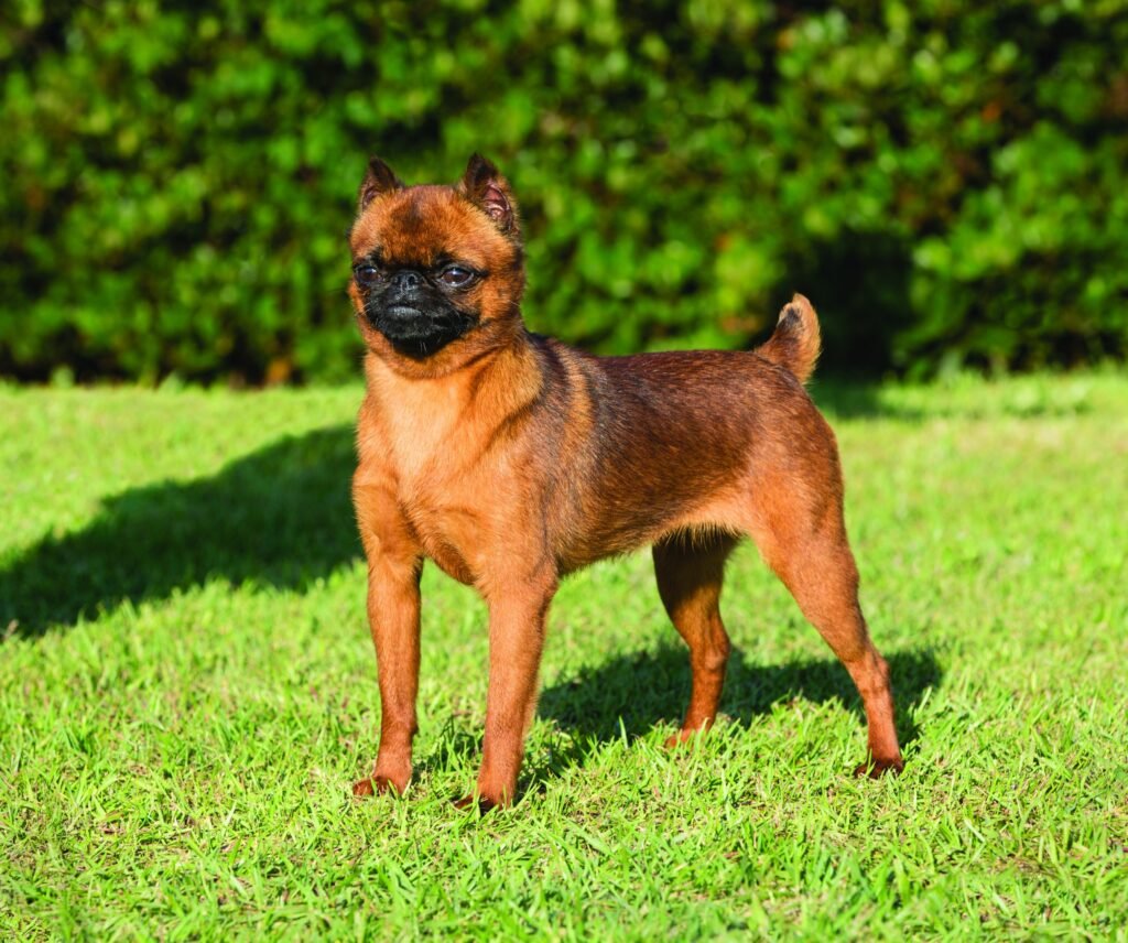 Brussels Griffon small dog breeds that don't shed or bark
