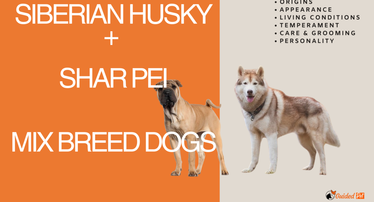 Shar Pei plus siberian husky breed