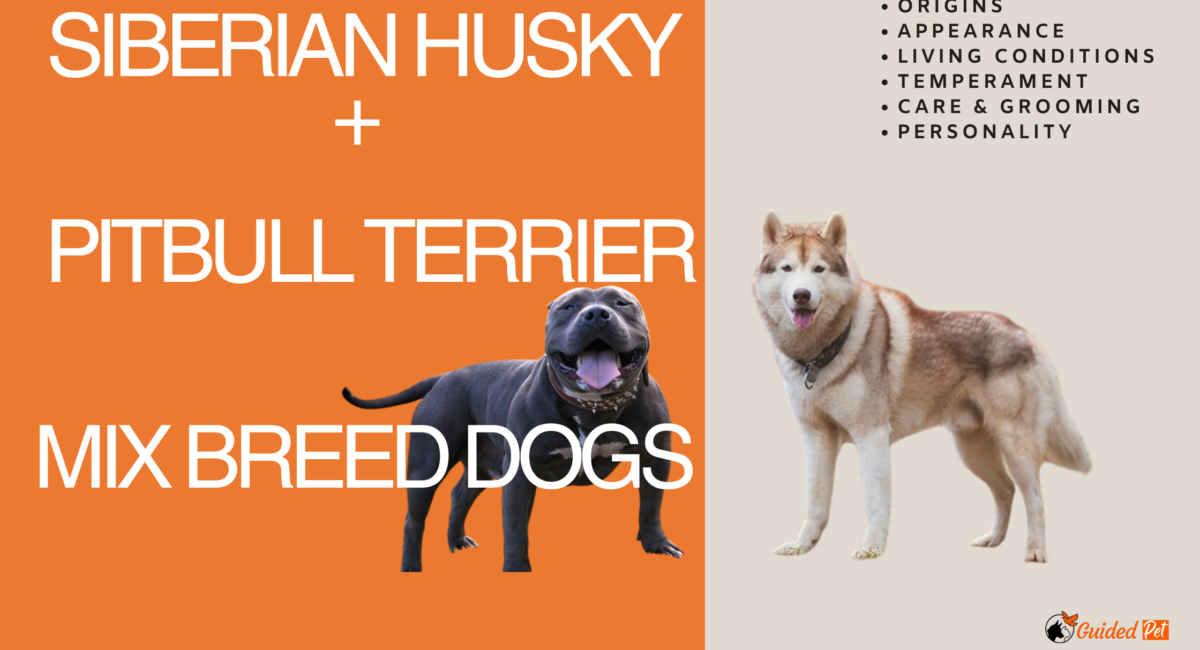 american pitbull terrier siberian husky hybrid dog breed