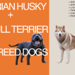 american pitbull terrier siberian husky hybrid dog breed