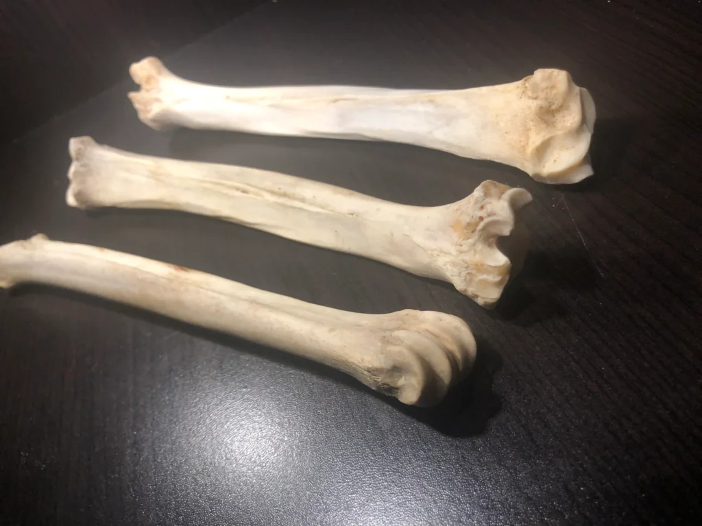 can dogs eat deer bones