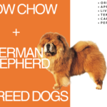 chow chow german shepherd mix breed dog