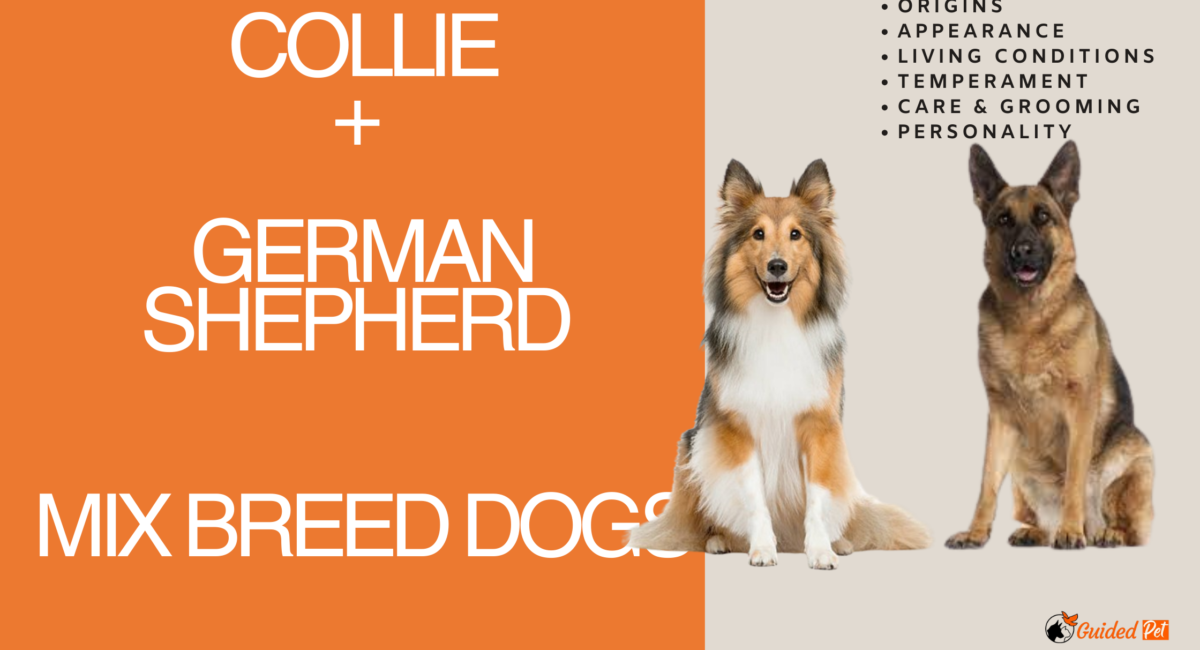 collie german shepherd mix dog breed