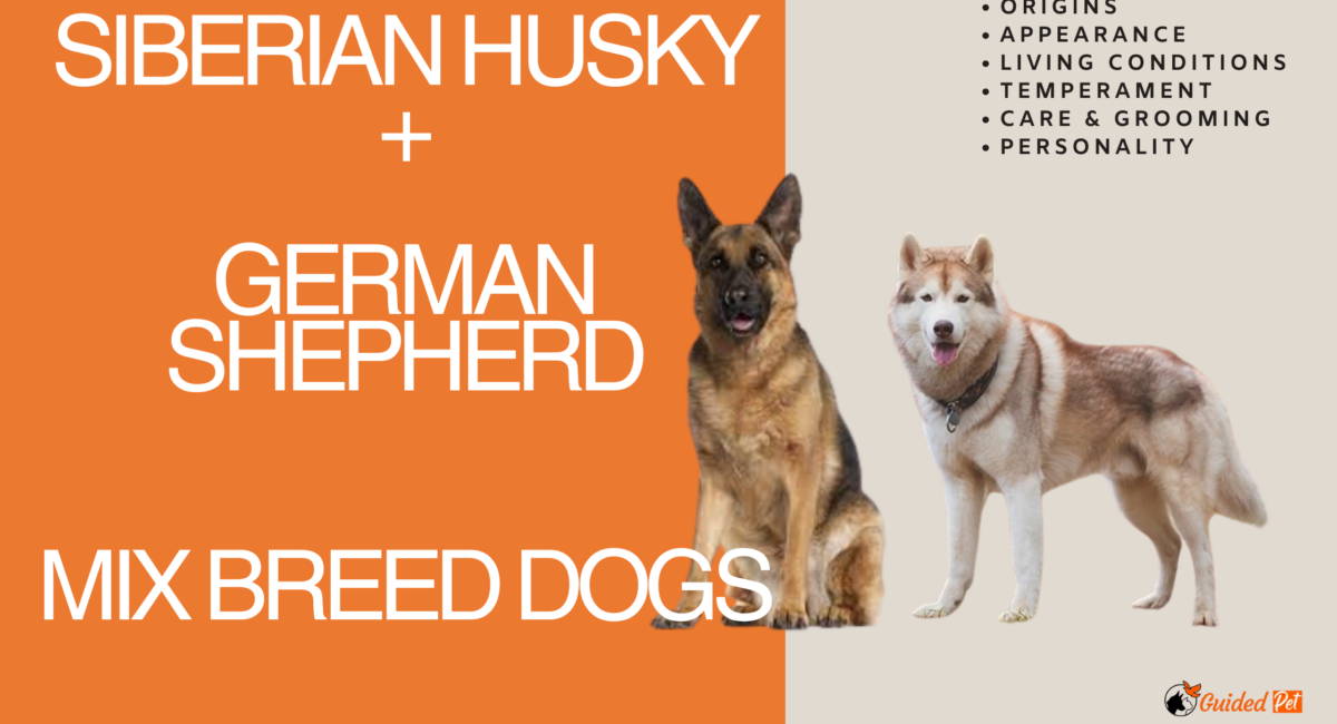 german shepherd siberian husky mix breed