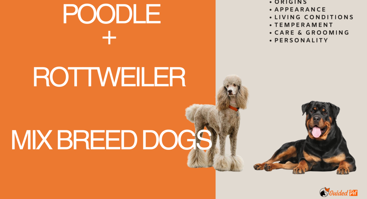 poodle rottweiler mix breed dog