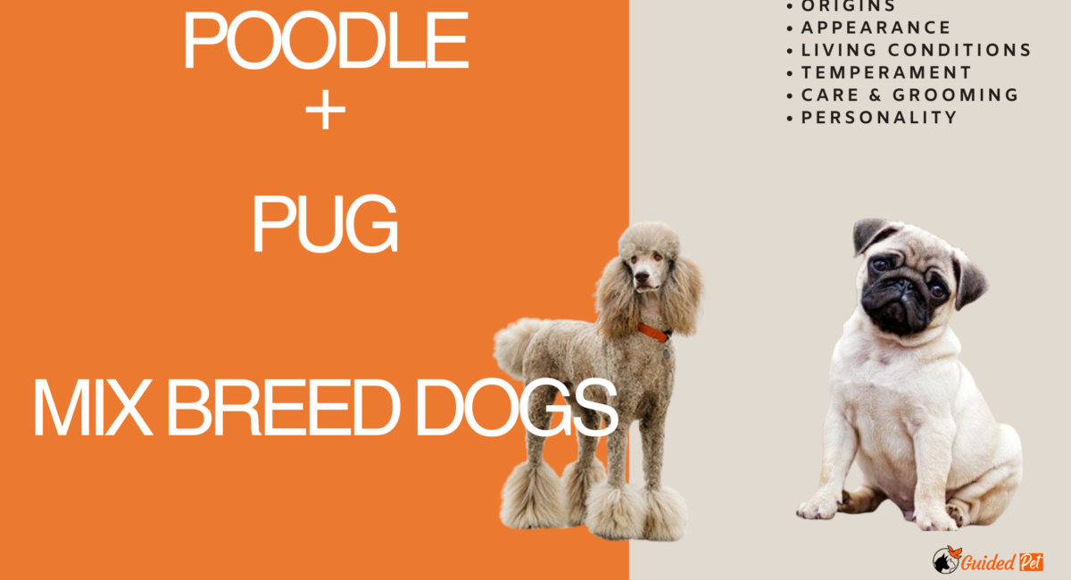 pug poodle mix breed dog