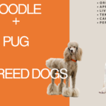 pug poodle mix breed dog