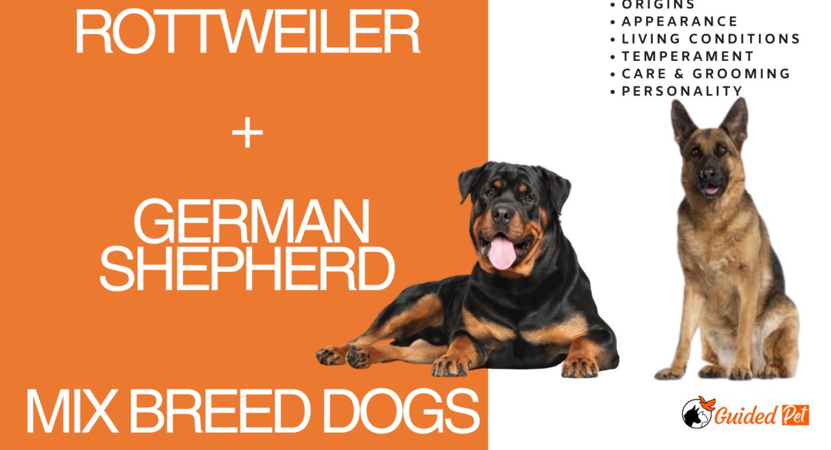 rottweiler german shepherd mix breed dogs