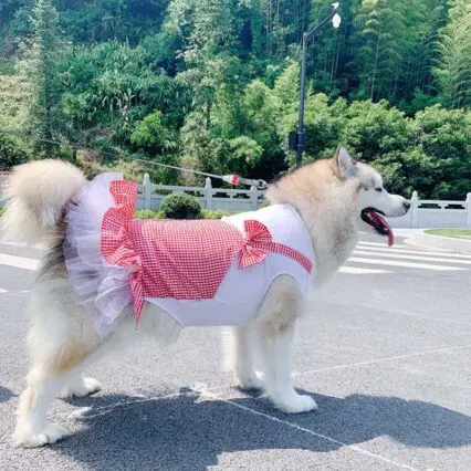 dog pretty white and yellow pink dress costume