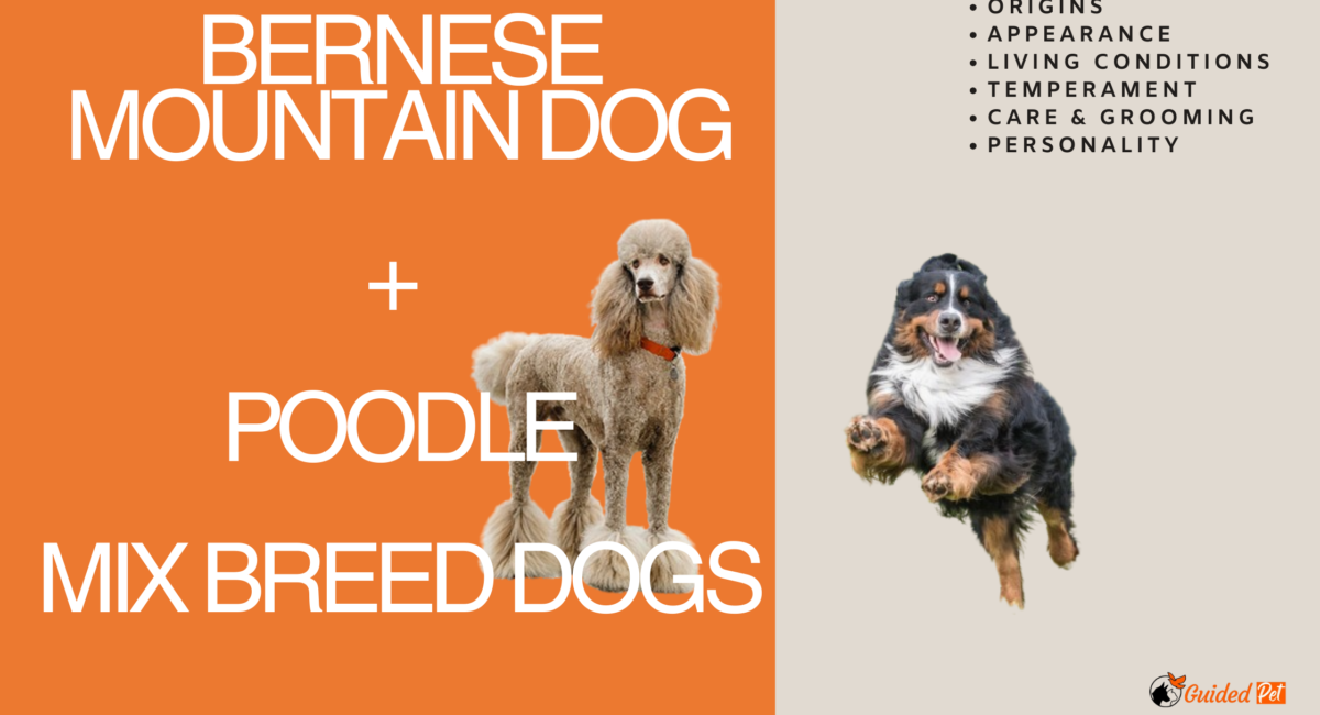 Bernese Mountain Dog poodle hydrid dog breed