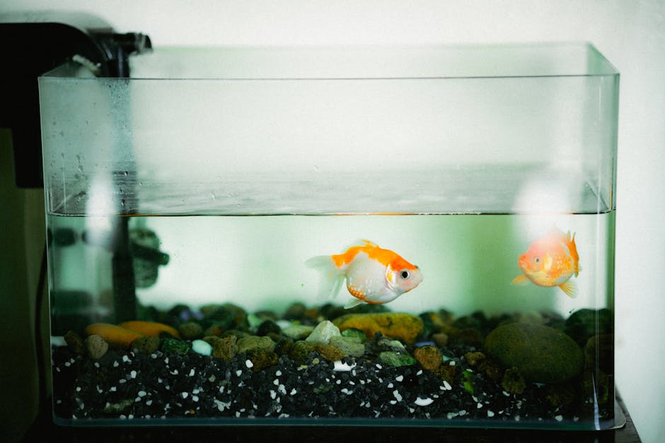 Aquarium and small animal care essentials: clear water quality, safe bedding, and health monitoring tips.