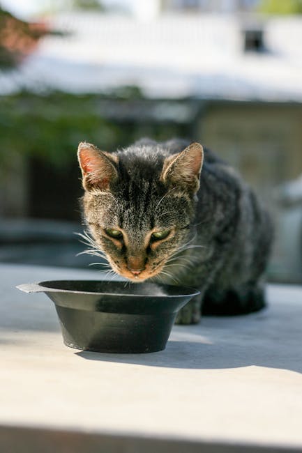 Cat drinking fresh water from a wide, stable bowl at home