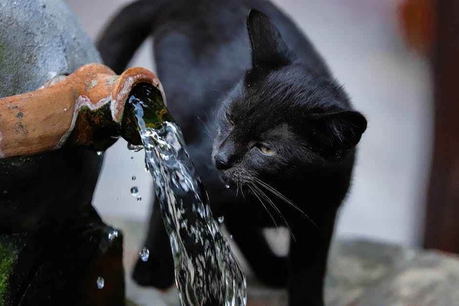 Cat drinking from a water bowl beside a wet and dry pet food setup