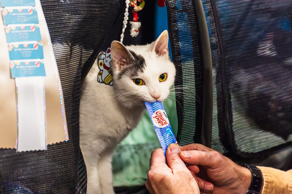 Cat investigating a household DIY treat puzzle on the floor