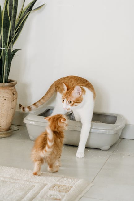 Cat Litter Showdown comparison with clay, clumping, silica, and natural litter boxes on a kitchen floor