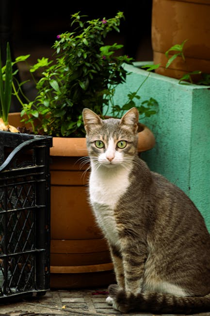 Cat curiously watching potted plants in a controlled, pet-safe setup with contained soil