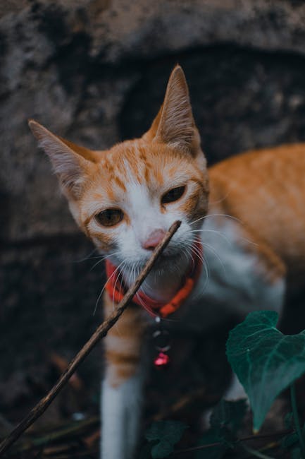 Cat gently touching a target stick while receiving a treat in a calm home