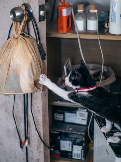 Dog and cat playing DIY enrichment for pets with low-cost brain games using everyday household items, Pexels photo
