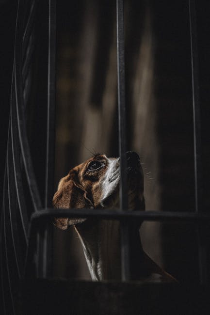 An anxious dog showing fear signs near a crate or barrier indoors
