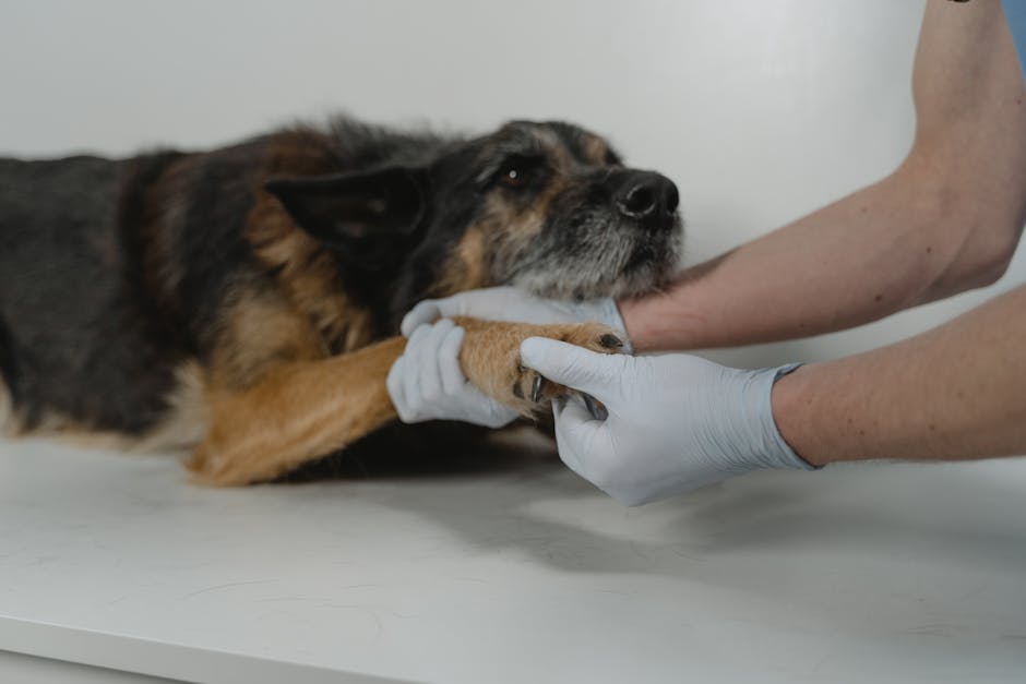 Person gently checking a dog's fur with a damp cloth for flea dirt