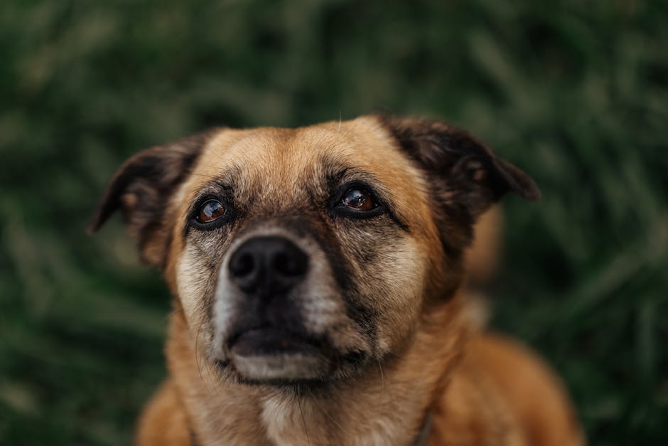 Person rewarding a dog with eye contact and calm body language during training