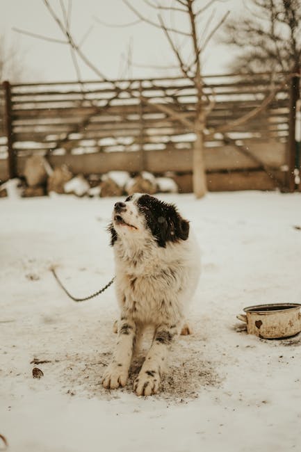 Dog outdoors with leash in a yard, highlighting flea and tick prevention risk