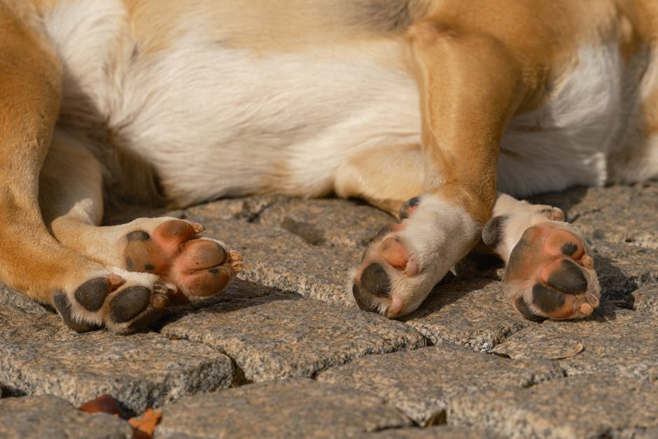 Dog standing on hot pavement while owner checks the ground before walking
