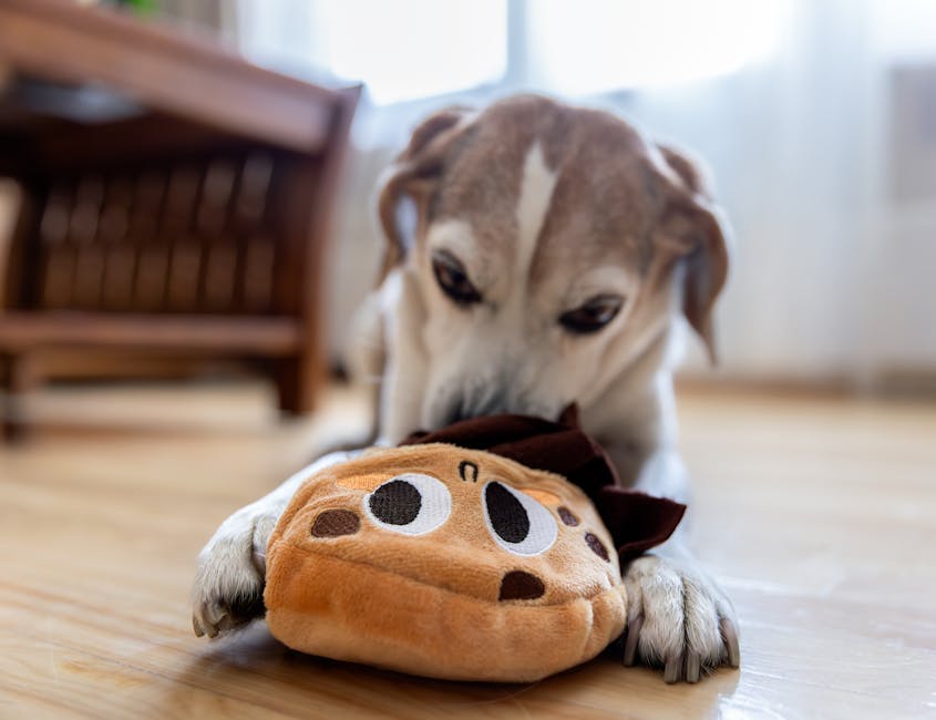 Dog calmly using a treat puzzle at home during structured enrichment