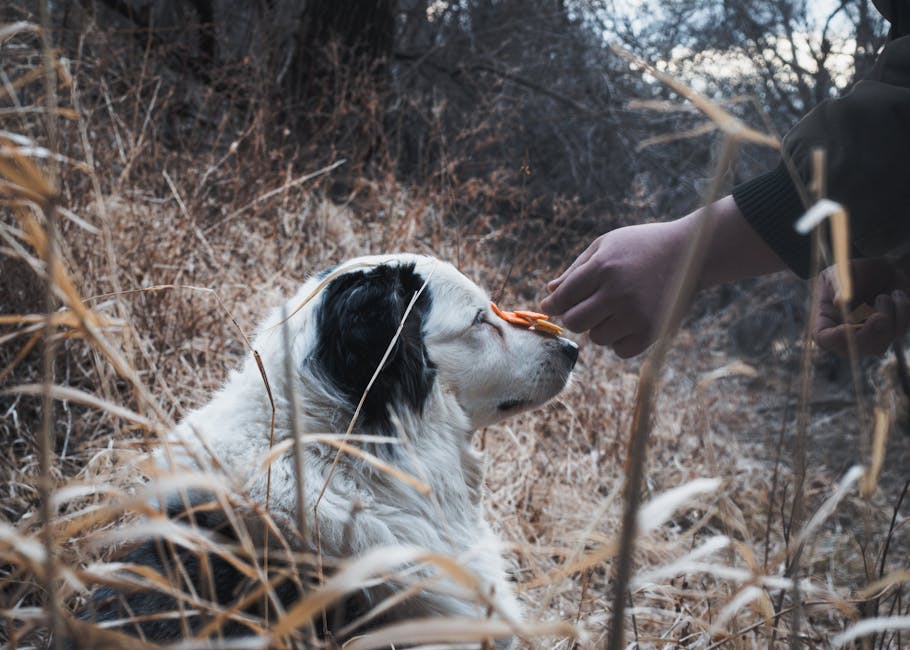 Trainer rewarding a dog instantly with a marker word to reinforce proper timing