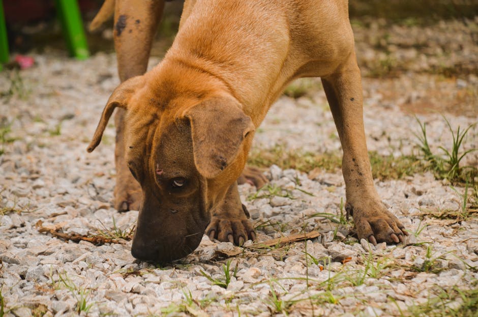 Dog kept away from houseplants behind a barrier to prevent chewing and soil access