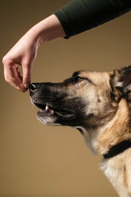 Person offering small treats during crate transition training near an open crate