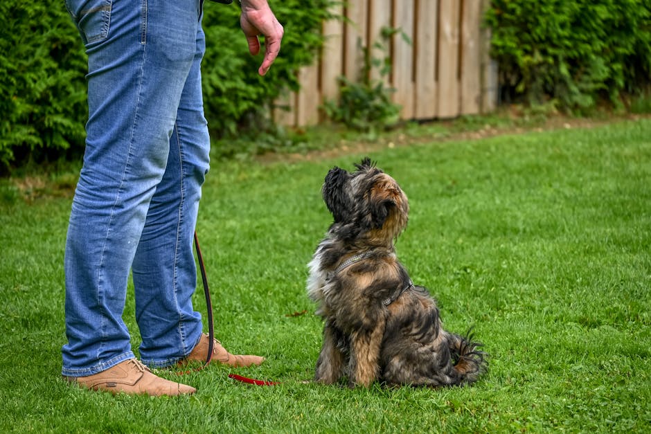 Dog vs. Cat Training Essentials: owner using treats to train a dog while a cat watches in a home setting