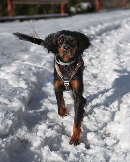Dog stepping through snow and packed ice near salted sidewalks