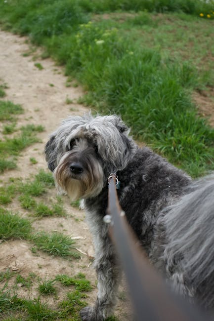 Dog walking beside owner with slack leash while receiving a treat
