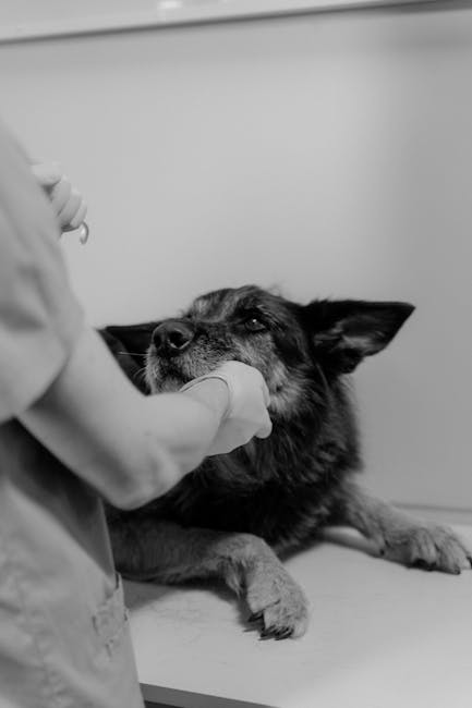 Vet examining a calm dog to discuss gut health and nutrition support