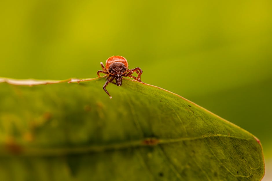 Dog with visible ticks and flea prevention tools—Flea and Tick Season Plans: early detection, prevention, treatment steps.