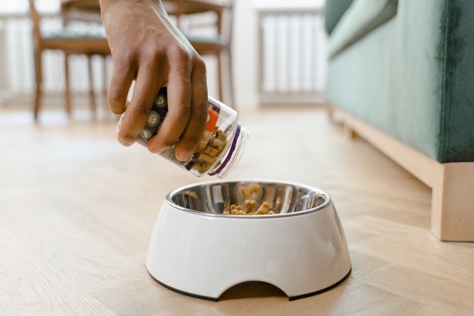 Pet bowl with fresh kibble and water, Food Myths Busted: what actually impacts pet digestion, weight, and energy