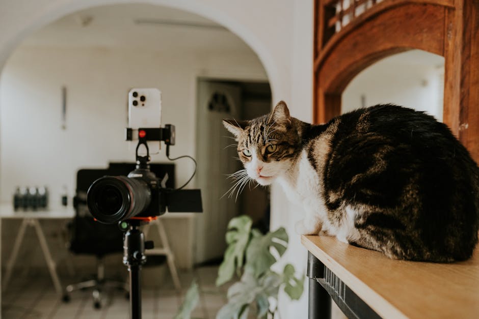 Dog or cat in home while a smart indoor camera monitors and records movement