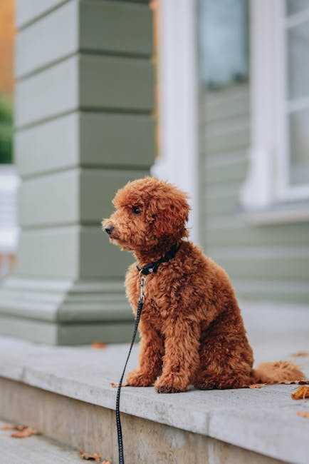 Dog leash training 101 steps, handler practicing leash training to reduce pulling and fear on a walk (Pexels)