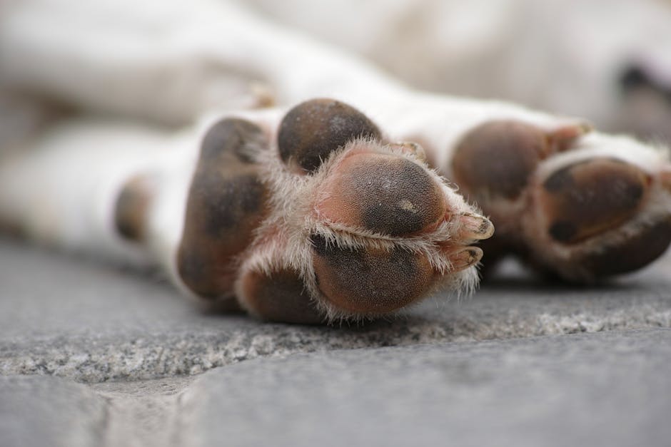 Dog paws on sidewalk with Paw Care Deep Dive tips to protect pads from hot pavement, cold weather, and salt.