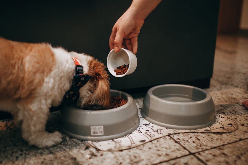 Person tracking pet feeding and treat portions on a calendar with a bowl in background