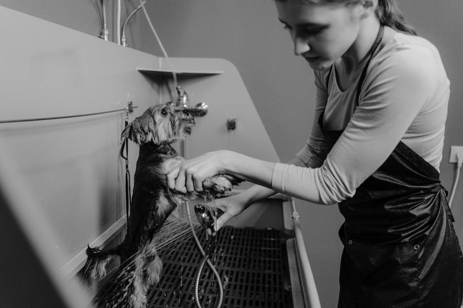 Groomer gently handling a dog on a non-slip table during a professional grooming visit