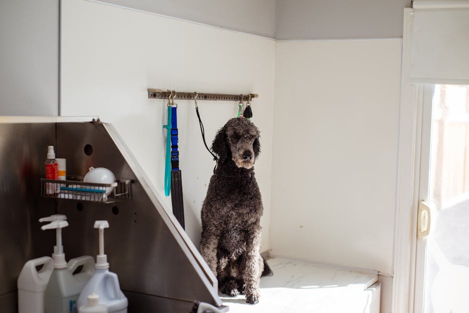 Assorted dog grooming tools and shampoos arranged for DIY grooming cost breakdown