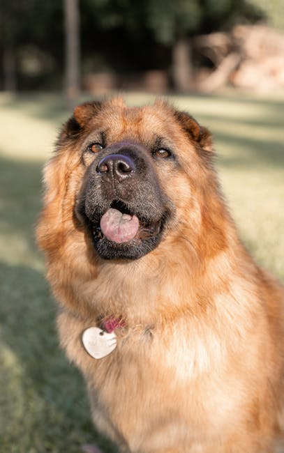 Close-up of a pet ID tag and collar next to a laminated emergency document