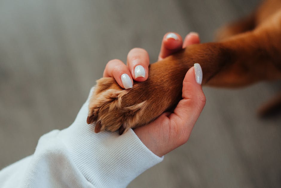 Person observing a dog&rsquo;s posture and breathing before doing a low-pressure touch check