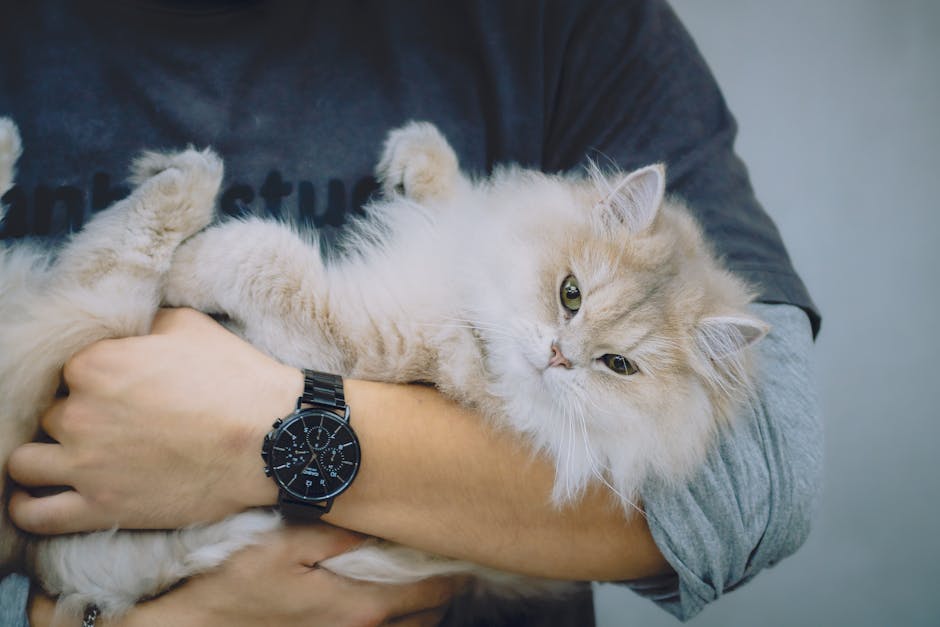 Pet owner carefully restraining a cat while an ear check is paused